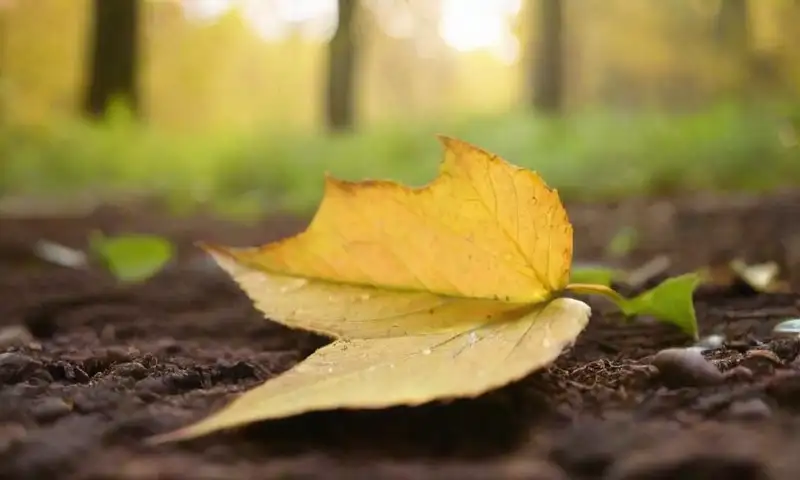 Escena de jardín iluminado por el sol con hojas amarillas vibrantes y detalles de otoño