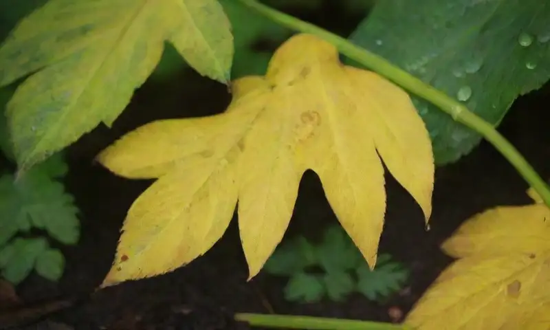 Hojas amarillas vibrantes contrastan con plantas verdes bajo la luz suave del sol
