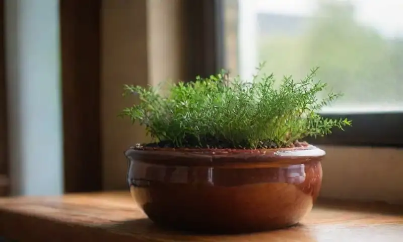 Un atractivo y brillante pote cerámico con agua burbujeante y vapor en un mesa de madera iluminada por la luz natural, junto a hierbas y especias vibrantes