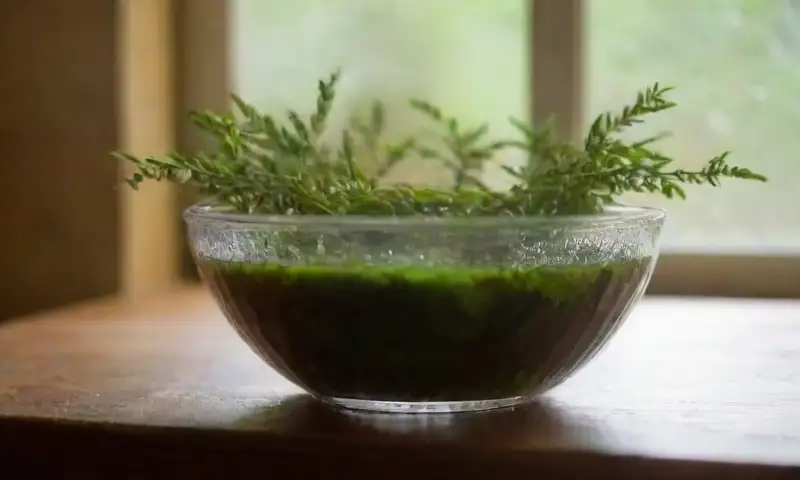 Un tazón de vidrio transparente con agua y vinagre brilla bajo la luz natural, rodeado de plantas verdes y texturas contrastantes