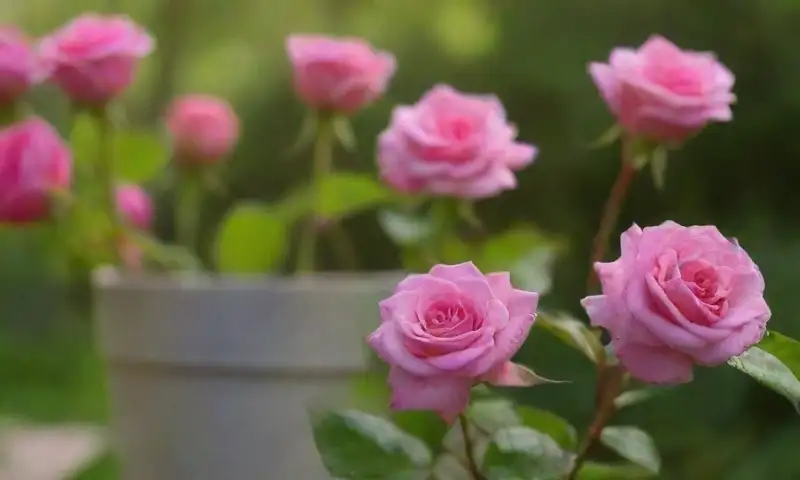 Un jardín exuberante con rosas pink y un antiguo tarro de insecticida en una mesa de madera