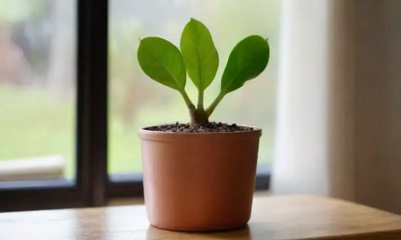 Una planta de jade en una maceta de terracota muestra hojas suculentas brillantes y una atmósfera tranquila iluminada por la luz natural