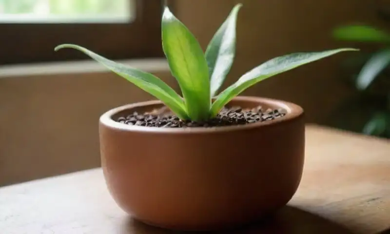 Hojas gruesas y suculentas de tonos verdes brillan bajo la luz natural, creando una atmósfera acogedora en un entorno cuidado