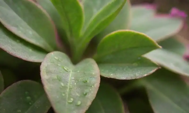 Una planta de Kalanchoe con hojas verdes brillantes y flores rosadas en una maceta de terracota, iluminada por la luz solar
