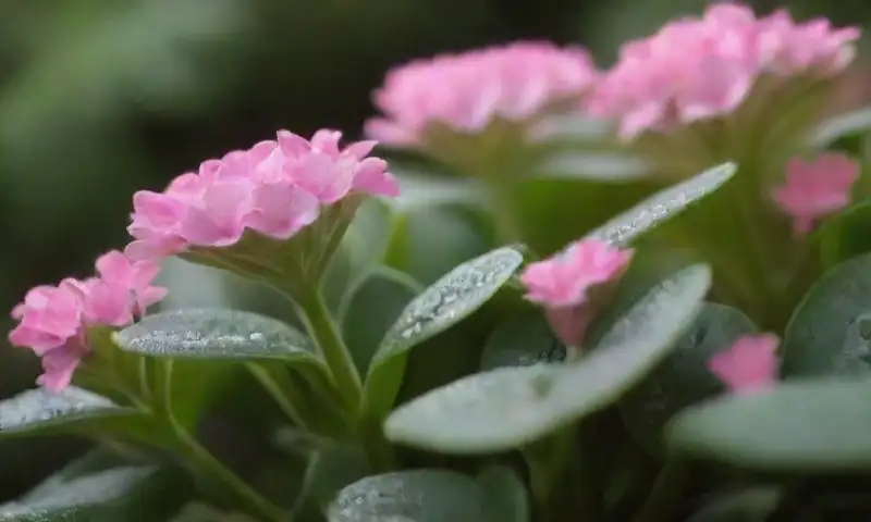Vista detallada de un Kalanchoe farinacea con hojas verdes brillantes y flores rosadas y blancas, iluminado por la luz del sol