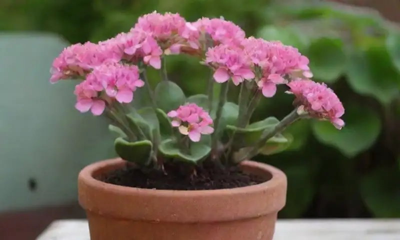 Una vibrante planta de Kalanchoe farinacea con hojas verdes y flores rosas, iluminada por luz natural en una maceta de terracota, crea una escena equilibrada y acogedora