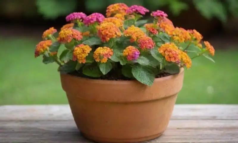 Planta de lantana vibrante en una maceta de terracota