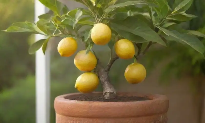Un vibrante limonero en una maceta de terracota, con hojas iluminadas y limones colgando entre la follaje