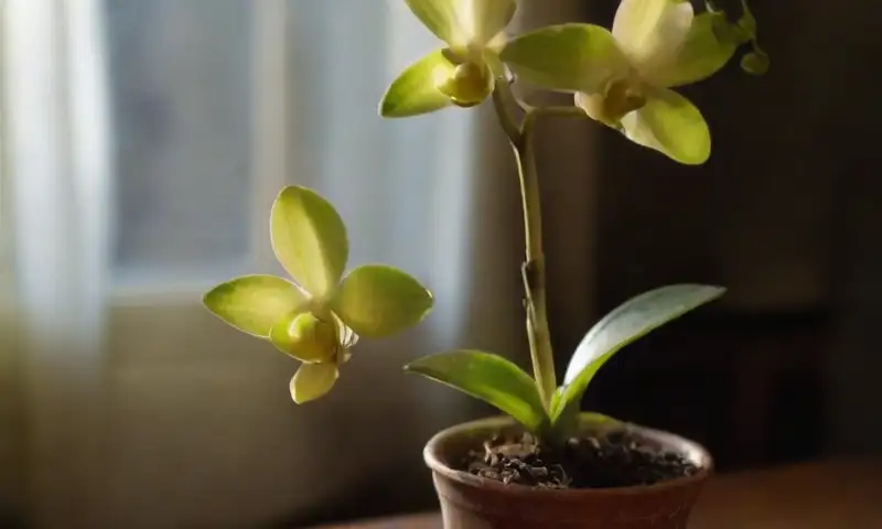 Hojas de orquídea verdes y marchitas con puntas amarillas