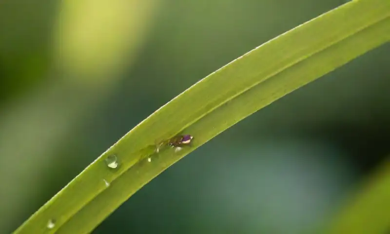 Un jardín exuberante con plantas verdes, aves coloridas, una oruga sobre una hoja brillante y flores vibrantes, crea una escena llena de vida y armonía