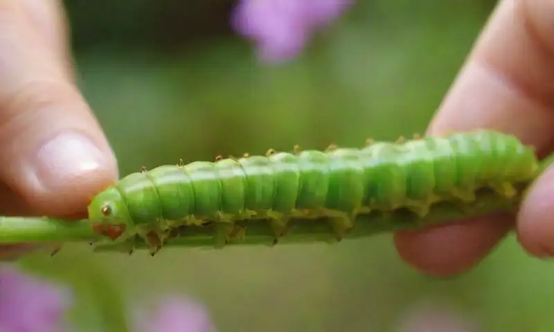 Una mano sostiene con delicadeza una oruga verde brillante en un sereno jardín iluminado por el sol