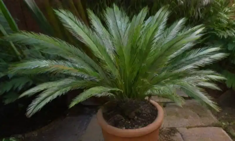 Un Cycas revoluta muestra sus hojas verdes vibrantes y brillantes, con un tronco marrón rugoso en una atmósfera cálida y acogedora