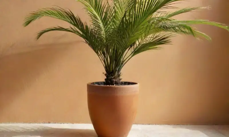 Una palmera cícada en maceta resalta con frondas verdes y brillantes, destacando en un entorno natural sereno