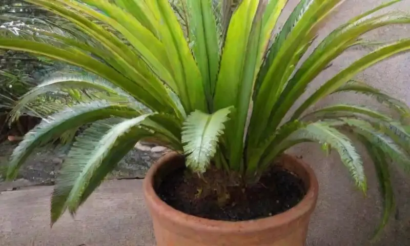 Una exuberante Cycas revoluta en una maceta de terracota crea una atmósfera tranquila con luz y sombras que juegan en sus hojas