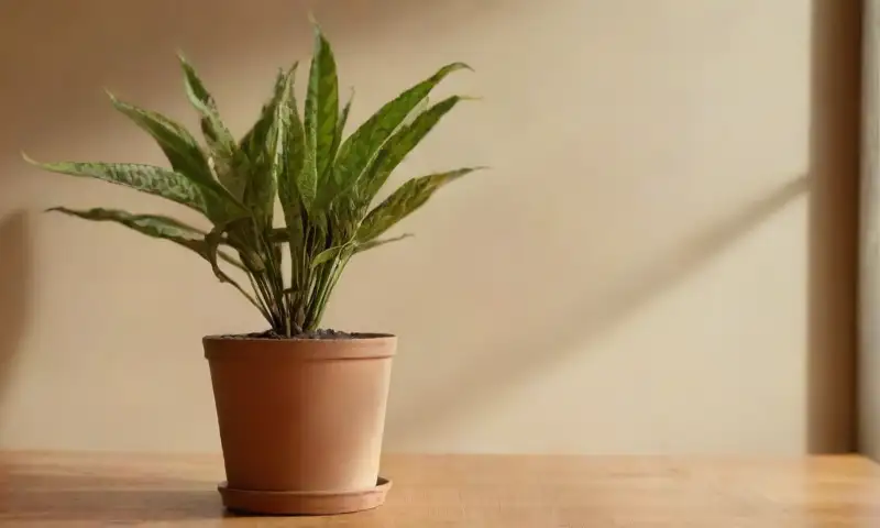 Un espacio iluminado por el sol alberga una alta planta brasileña en maceta de terracota, con hojas secas y húmedas, rodeada de una pequeña regadera y tijeras de podar sobre una mesa de madera rústica