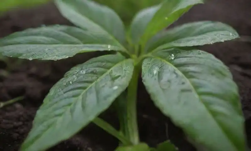 Un jardín bien cuidado se presenta con exuberante vegetación, hojas arqueadas brillantes y un ambiente sereno lleno de vida