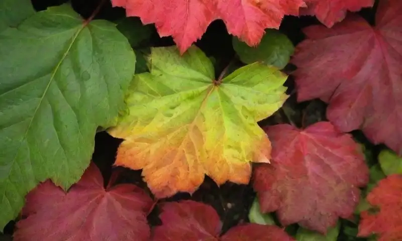 Un vibrante paisaje de hojas rojas y verdes, iluminado por el sol y con sombras suaves, crea una atmósfera serena en el jardín