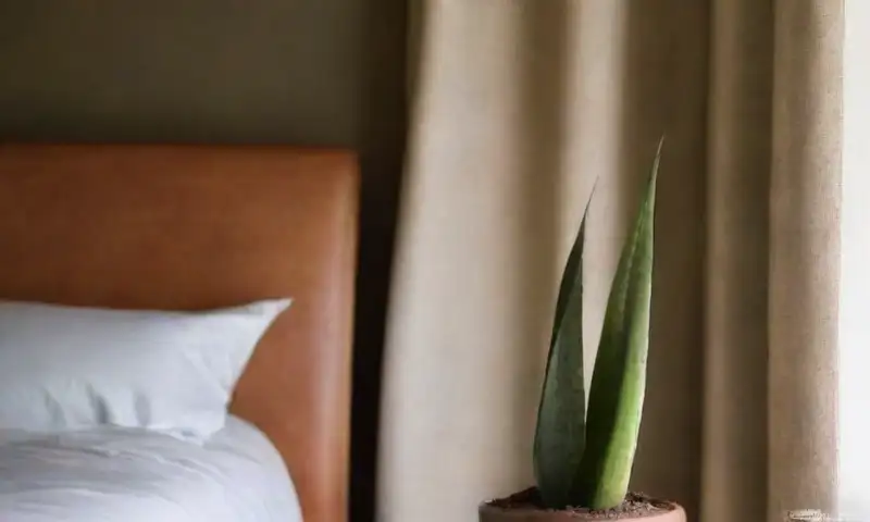 Plantas de Sansevieria Trifasciata en macetas de terracota crean un ambiente sereno y armónico en un dormitorio iluminado por luz suave