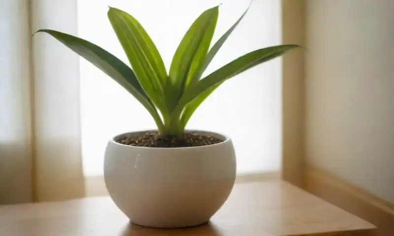Una planta de Chlorophytum con hojas verdes brillantes y rayas blancas, en un entorno sereno y minimalista, refleja armonía y calidez natural