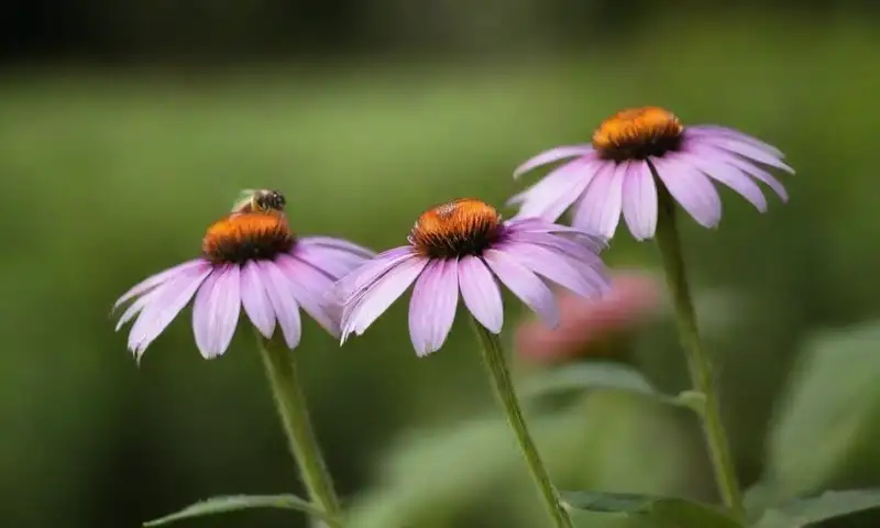 Un jardín vibrante con flores moradas