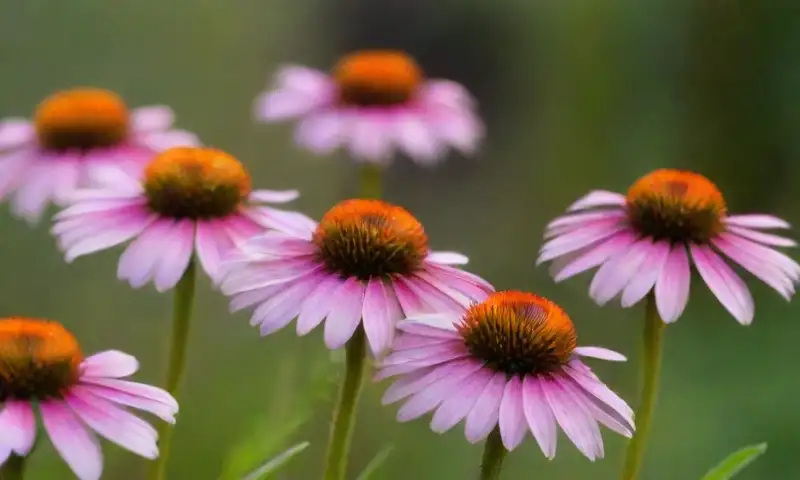 Un vibrante jardín de flores coloridas bajo un cielo azul, lleno de vida y armonía