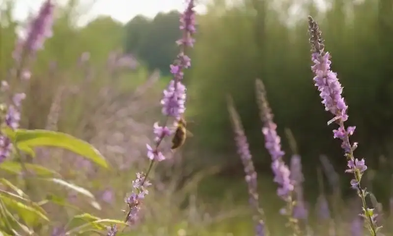Un vibrante jardín en una tarde soleada está lleno de flores delicadas y coloridas, rodeadas de frondosa vegetación y visitadas por abejas, creando una atmósfera de tranquilidad y vida