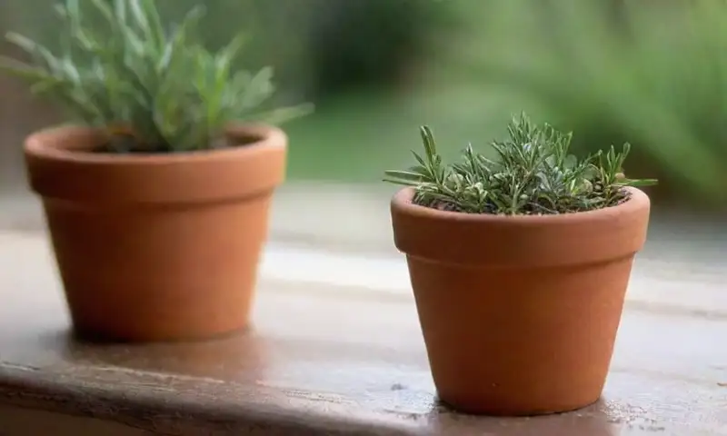 Una mesa de madera rústica con agua, luz solar y un macetero de romero fresco, ambienta una tranquila escena de jardinería en un entorno frío