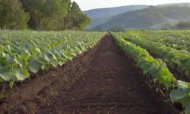 Un campo verde con berenjenas moradas brilla bajo la luz matutina, mientras un granjero cuida de la cosecha en un ambiente rural pacífico