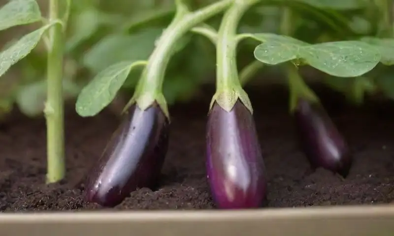 Un hermoso jardín de verduras verdes con suelos marrones, plántulas de berenjena y jardineros cuidando las plantas en una tranquila mañana