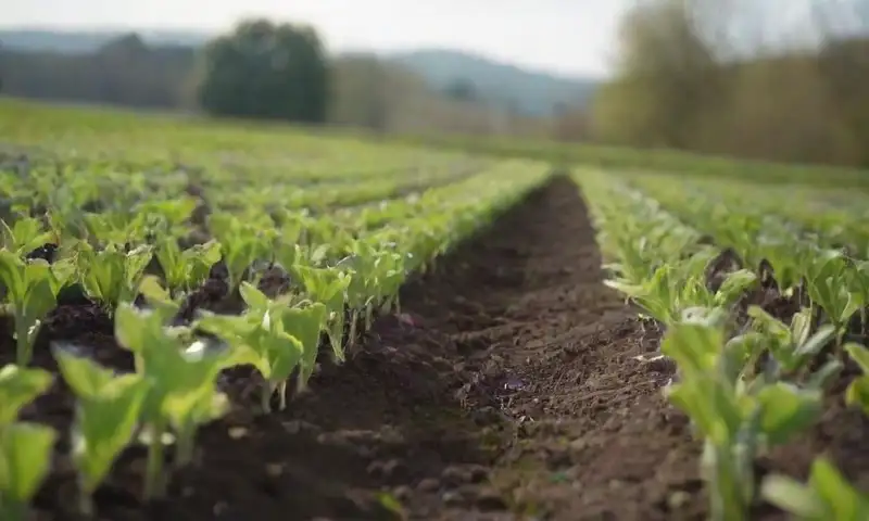 Un vibrante campo de judías verdes emerge de la rica tierra, iluminado por el sol entre nubes, con plantas altas y saludables en un entorno natural lleno de vida
