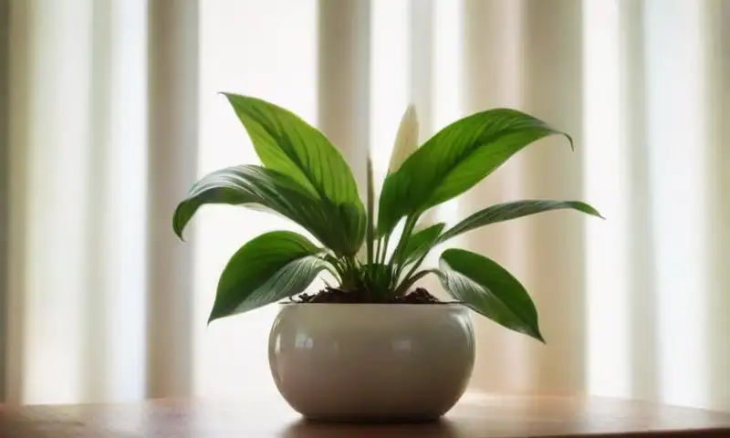 Una planta de Spathiphyllum vibrante en una sala amplia, con hojas verdes brillantes y elegantes flores blancas, resalta en un ambiente cálido marcado por la luz natural