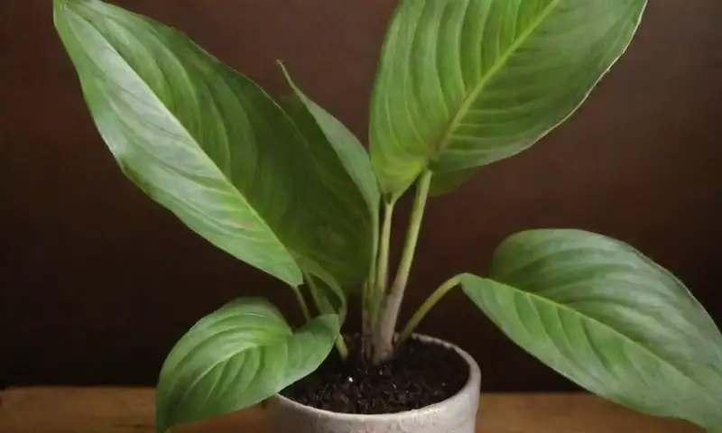 Un Spathiphyllum sano con hojas verdes brillantes y texturas suaves se encuentra en una maceta de terracota, creando un ambiente hogareño y sereno