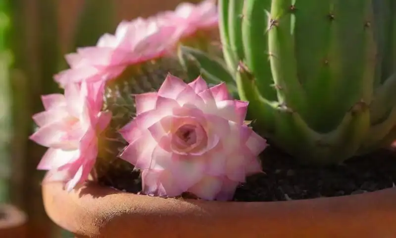 Una planta suculenta con flores rosa y blanca en una maceta de terracota crea un ambiente sereno y vibrante