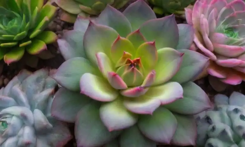 Una hermosa escena de suculentas verdes con detalles intricados, suaves sombras, flores coloridas y un ambiente sereno