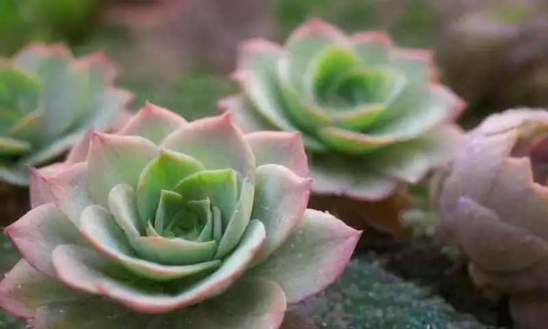 Un jardín de suculentas presenta elegantes hojas, colores pasteles y detalles intrincados que crean armonía visual