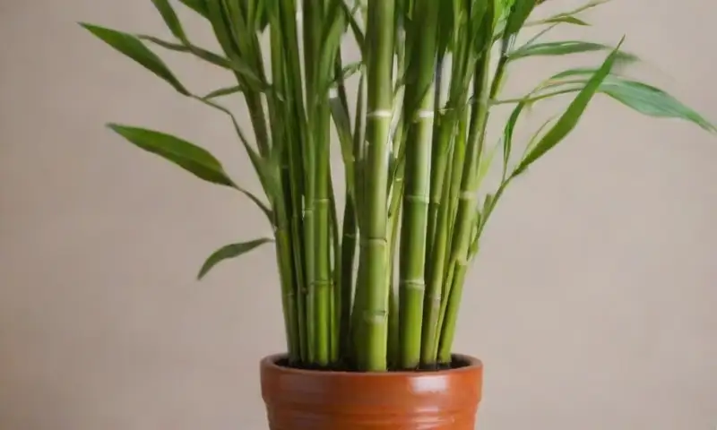 Un bambú verde y esbelto en una maceta de terracota crea una atmósfera serena y fresca, iluminada por luz dorada