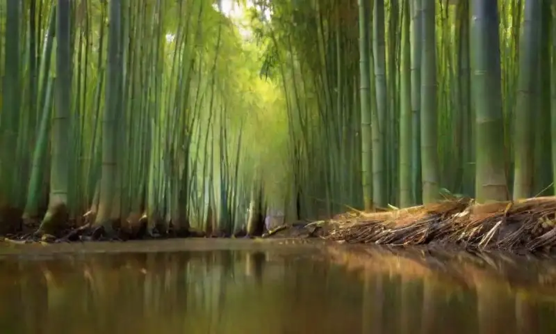 Un exuberante paisaje de bambú y agua, con luz suave y colores vibrantes, evoca una sensación de vida y armonía