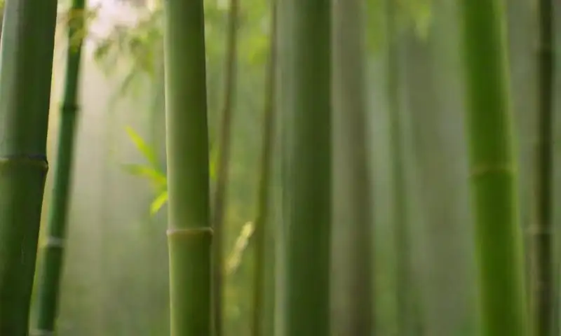 Un bosque de bambú verde y vibrante refleja luz