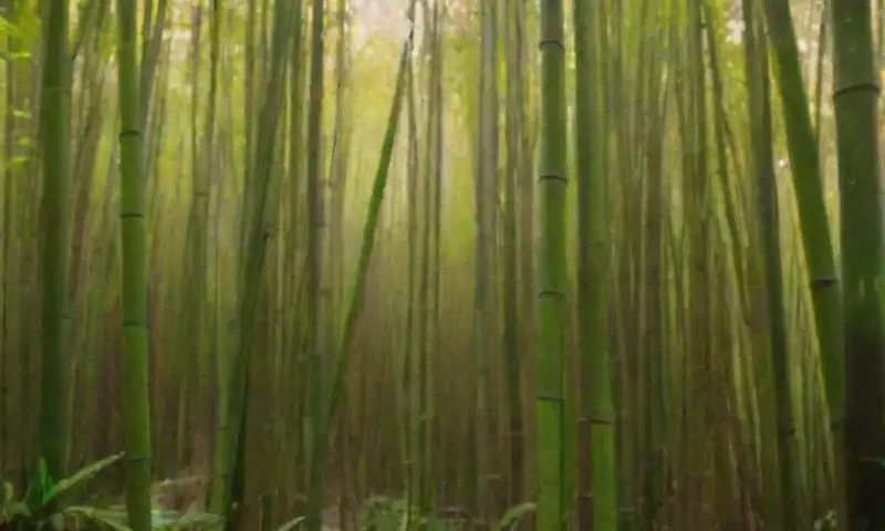 Bambúes verdes y altos destacan bajo la luz suave del sol, rodeados de tierra rica y un ambiente sereno que refleja cuidado