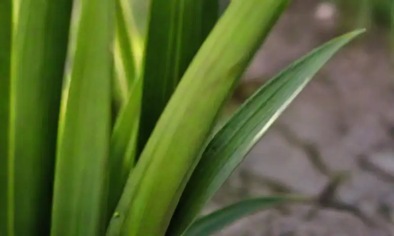 Un vibrante paisaje de plantas de Cymbopogon citratus en diversas alturas, iluminadas por el sol, con sombras suaves y detalles de biodiversidad