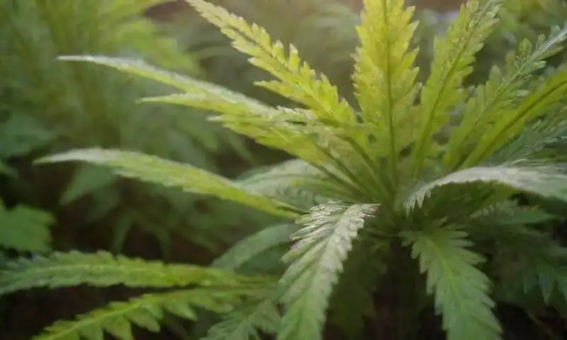 Un vibrante conjunto de plantas de citronela en un entorno soleado