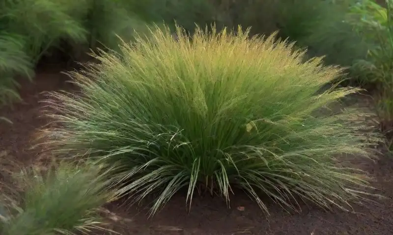 Un denso y vibrante hábitat de Cymbopogon nardus destaca por sus matices de verde, flores amarillas y texturas detalladas, todo iluminado suavemente por la luz del sol