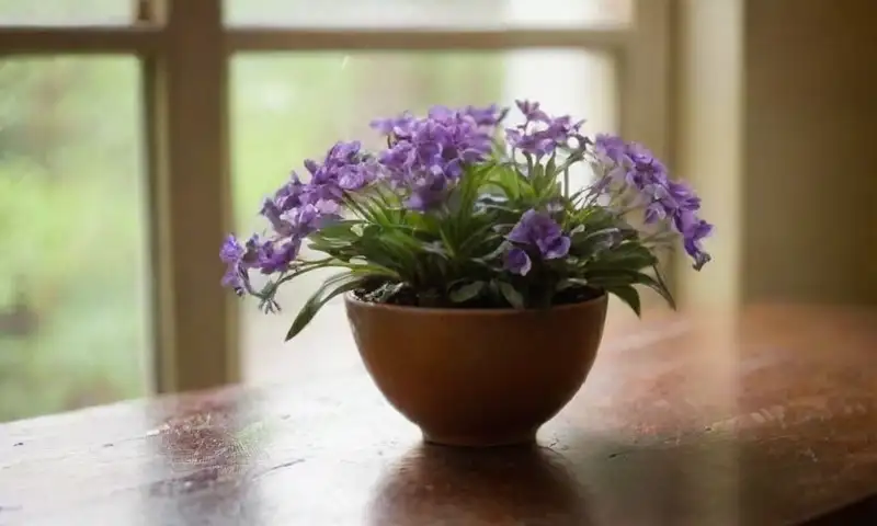 Una planta vibrante de flores violetas y hojas verdes brilla bajo la luz natural en un ambiente acogedor
