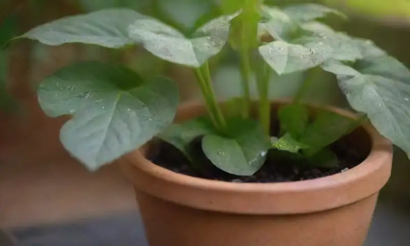 Una planta violeta con hojas verdes y suaves, iluminada por la luz del sol, emana una belleza serena en un entorno cálido y acogedor