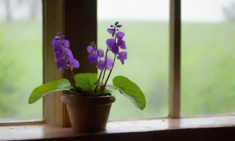Un grupo de plantas violetas con hojas verdes, pétalos delicados y una atmósfera serena iluminada por la luz de la mañana