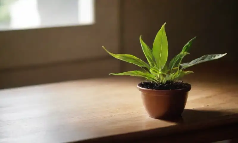 Plantas Zamioculca brillantes y verdes en una maceta de cerámica
